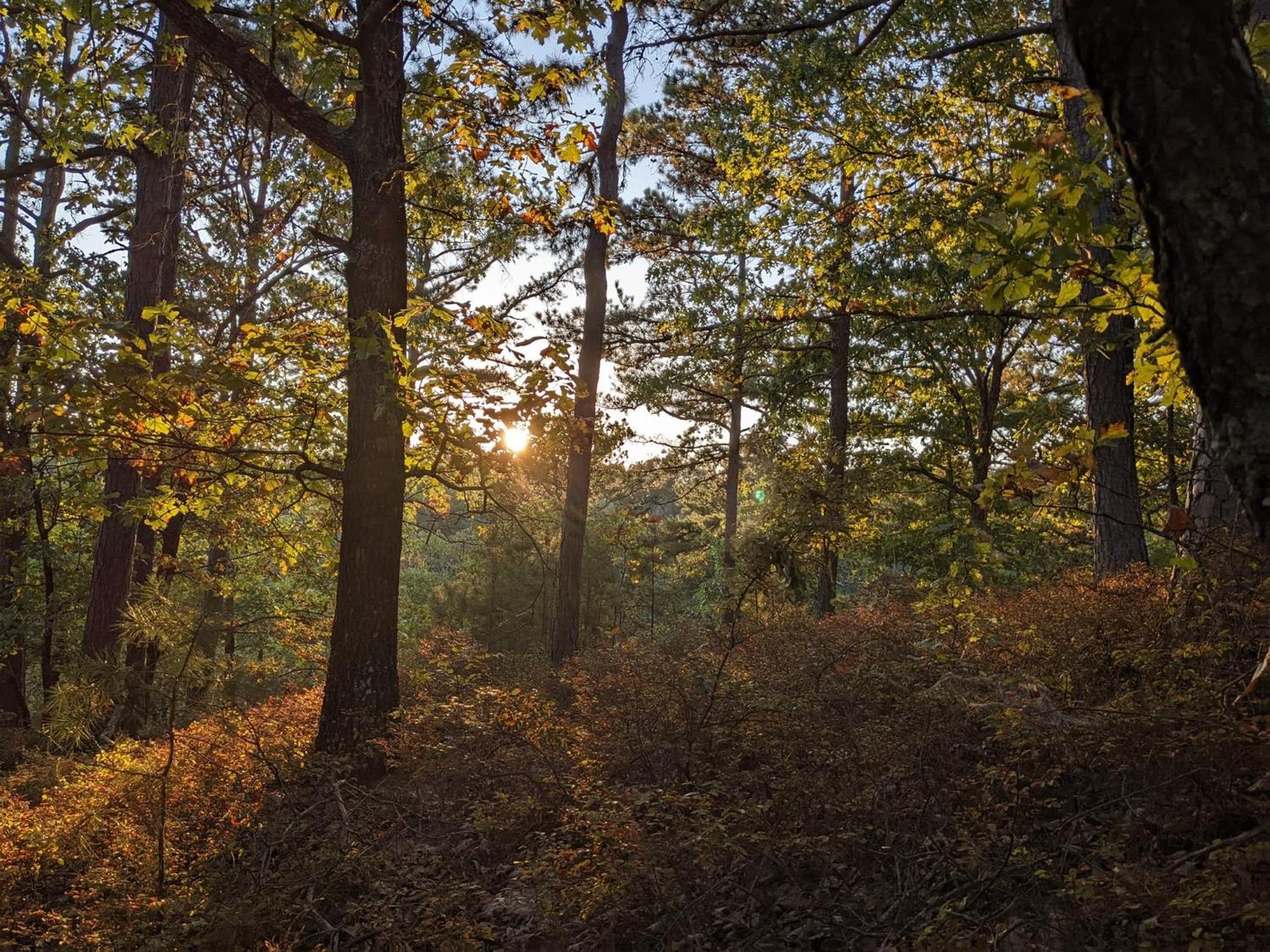 Loblolly Pines Adventure Cabin 3 - King Юрика Спрингс Экстерьер фото